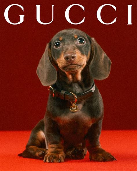 gucci for pet|gucci pet slang.